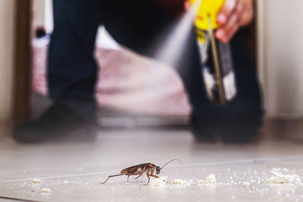 Best Insect Control  in Wahneta, FL